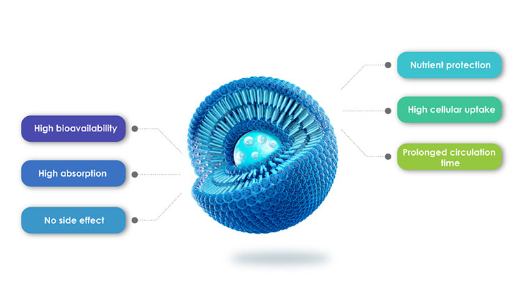 Преимущества липосомальных продуктов
