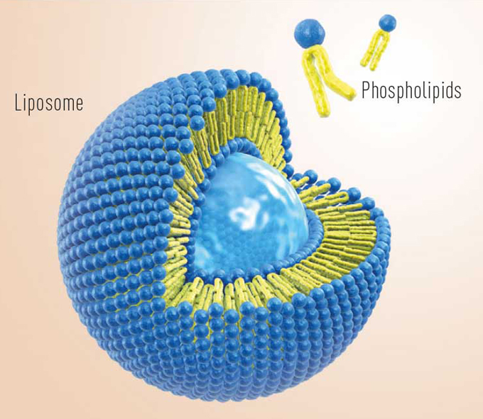 Почему липосомал