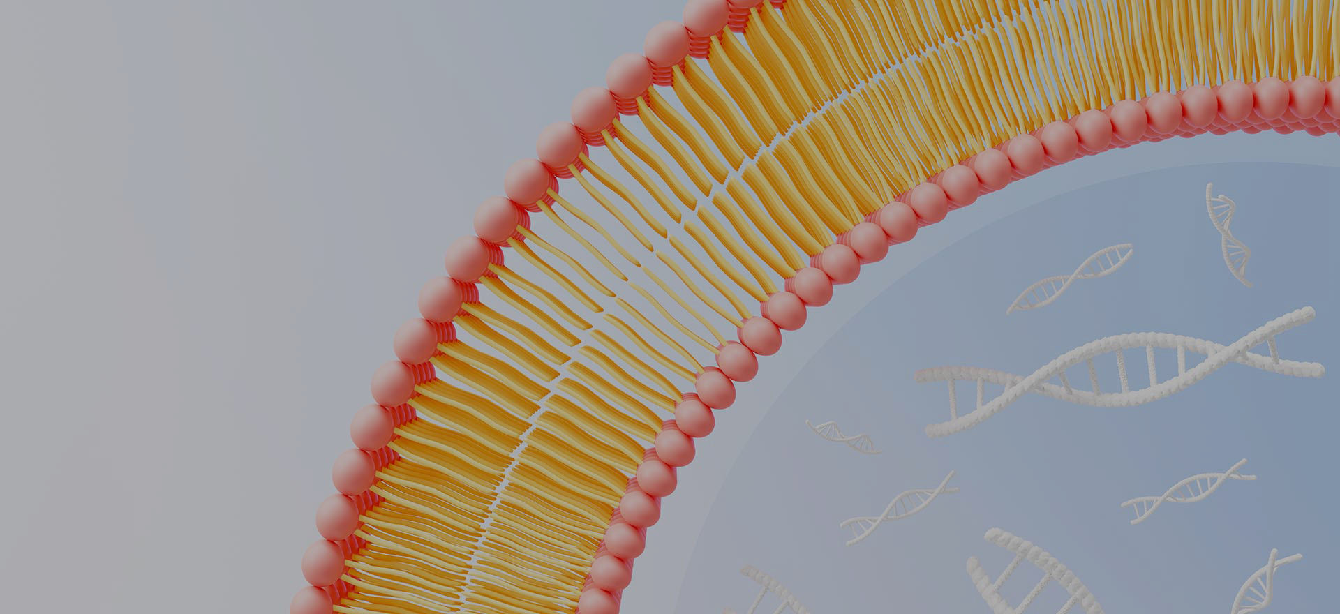 Почему выбирают ЛипосоБольше?