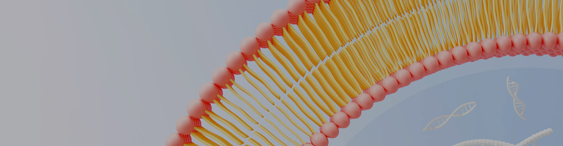 Почему липосомал