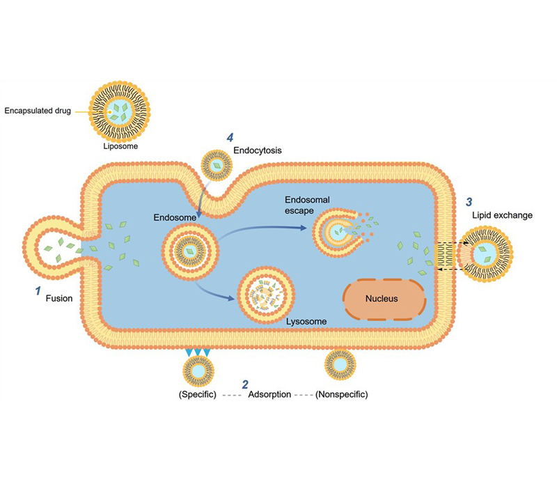 Ориентация и устойчивый выпуск