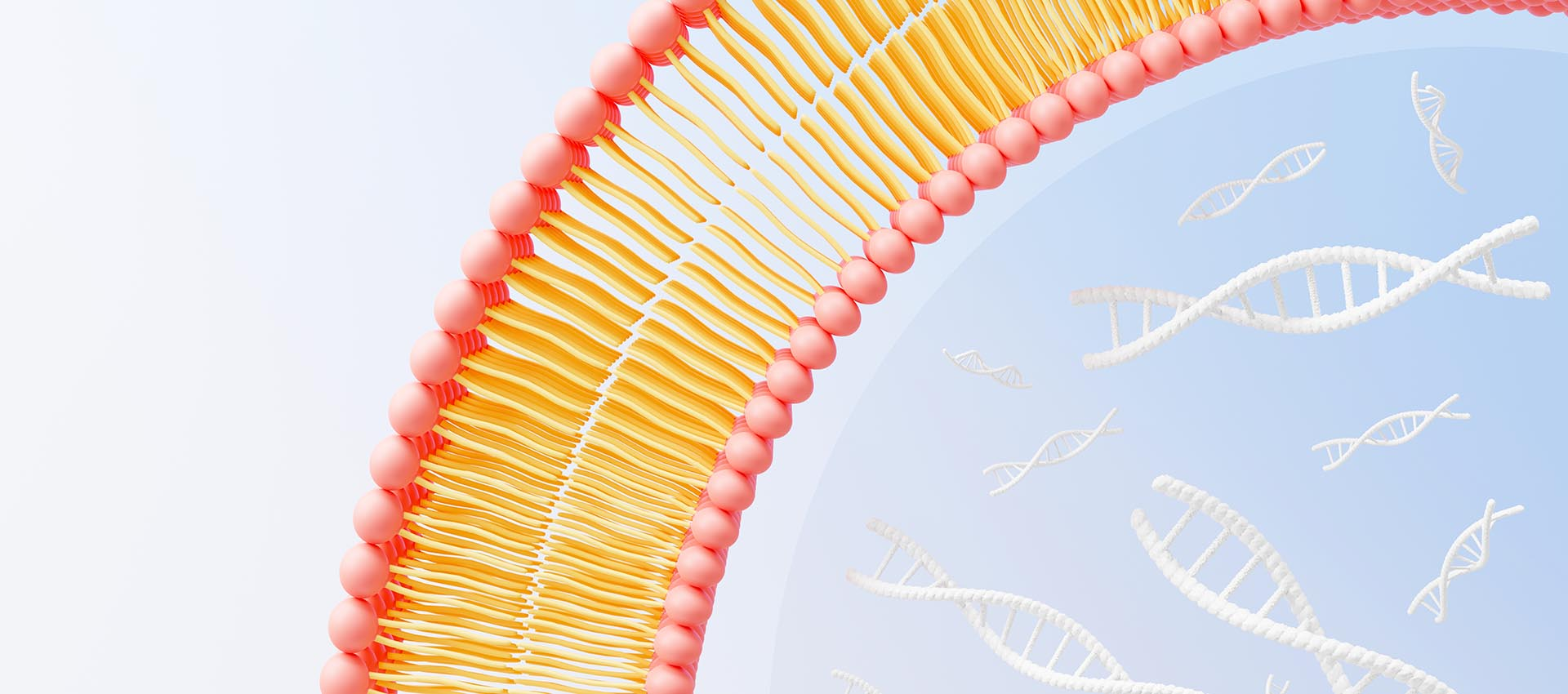 Липосомальная фолиевая кислота