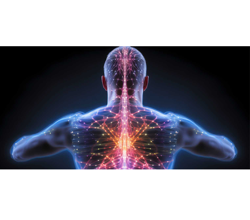 Способствует здоровью клеточной и нервной системы