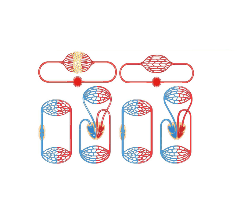 Поддерживает энергию и митохондриальные функции