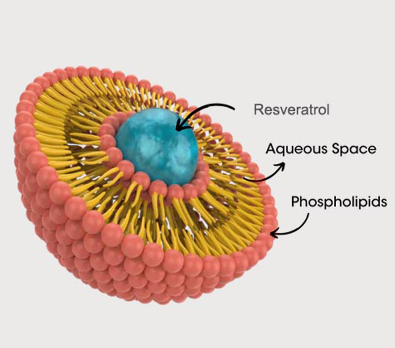 Анти-старение и клеточная защита
