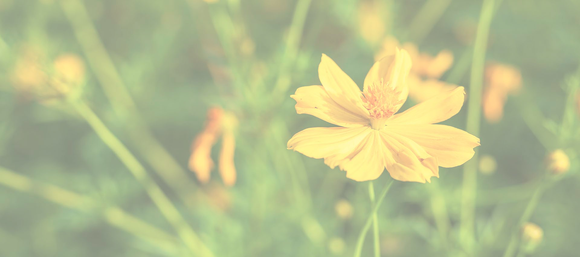 Липосомал Берберин гидрохлорид