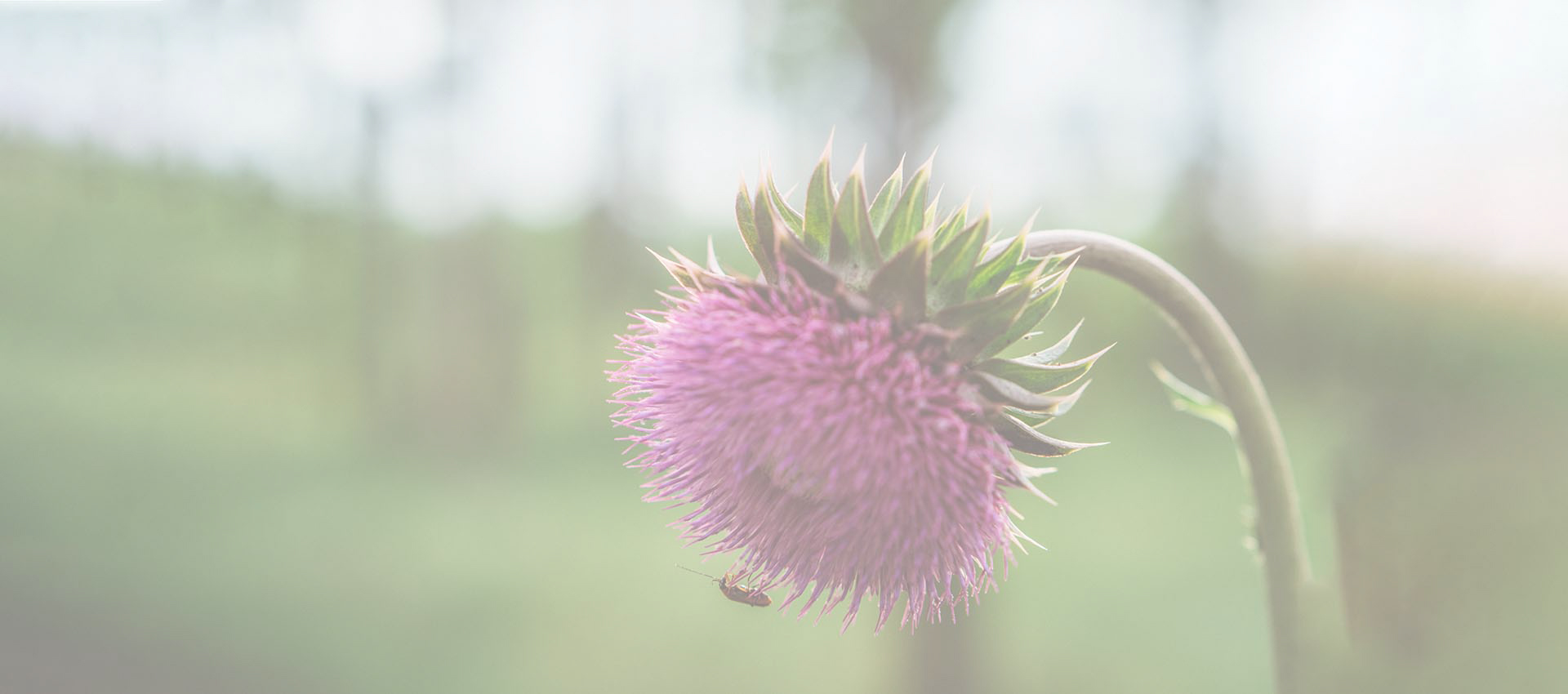 Липосомальный силимарин