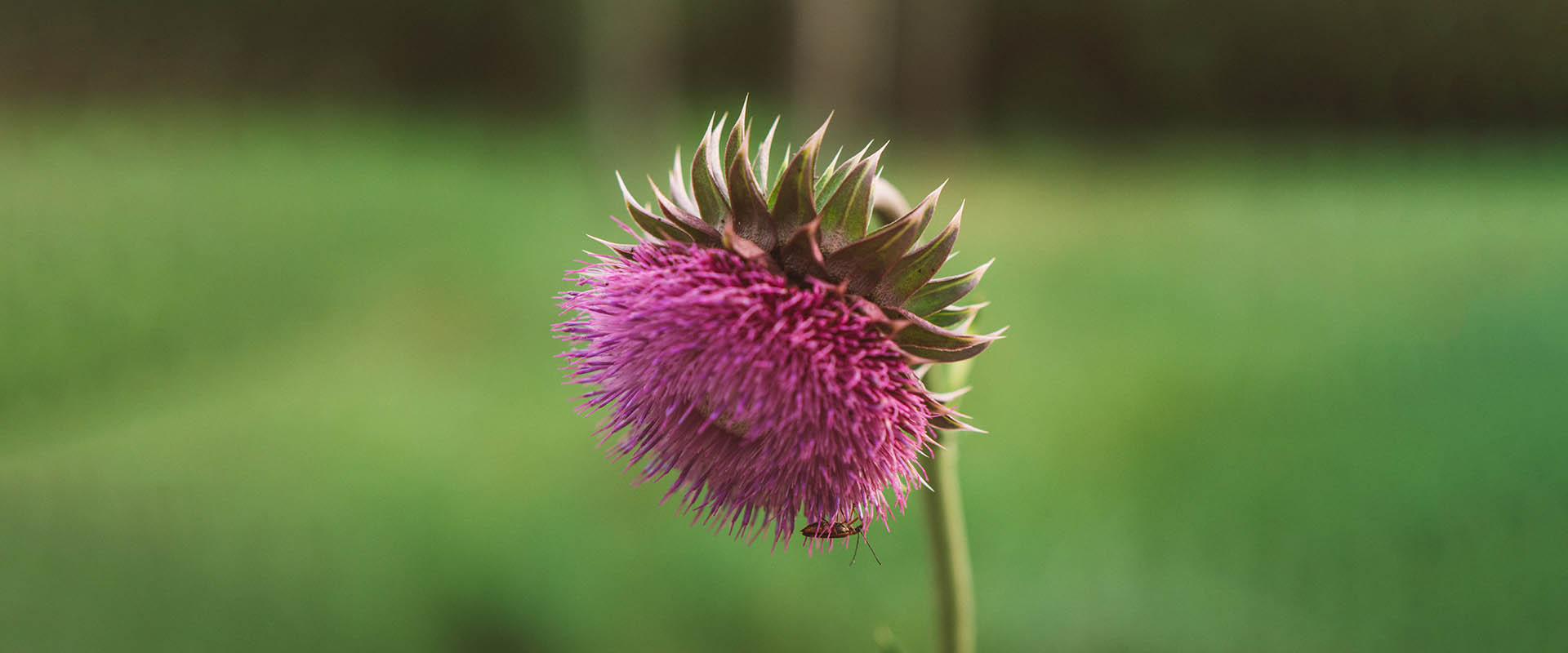 Липосомал особенности силимарина