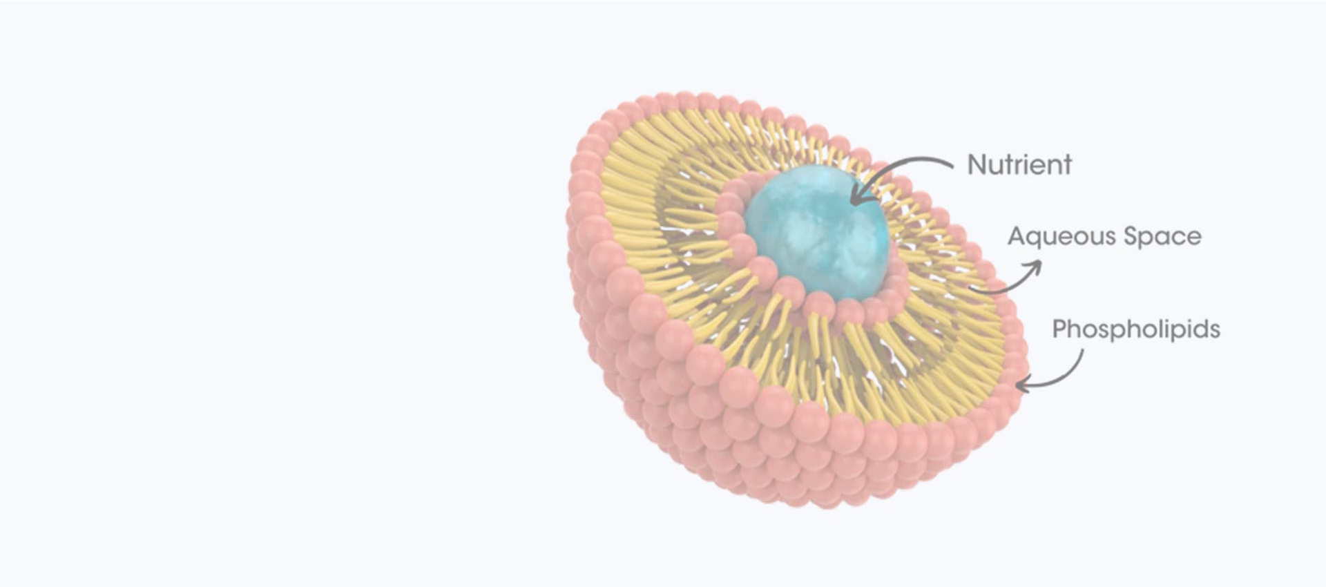 Липосомальный куркумин