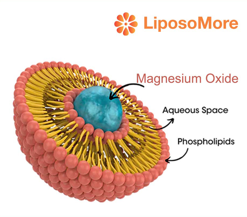 Поддерживает метаболизм энергии и функцию мышц