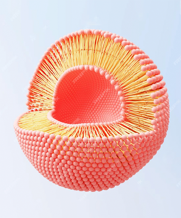 Что такое липосомальный?